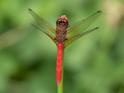Sympetrum illotum (Cardinal Meadowhawk)-5.jpg